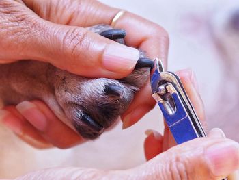 Close-up of person cutting fingernail of animal