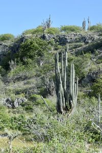 Cactus growing on field