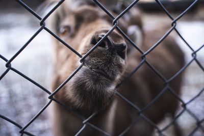 Close-up of a dog seen through chainlink fence