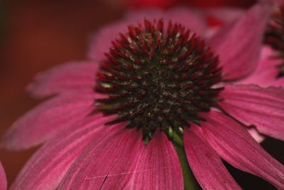 Close-up of pink flower