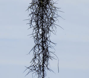 Low angle view of bare tree against sky