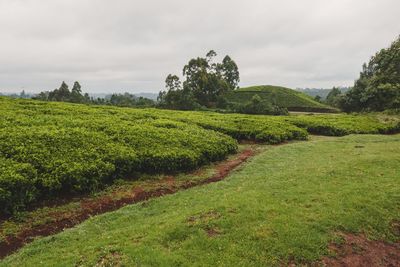 Scenic view of tea plantation in othaya, kenya