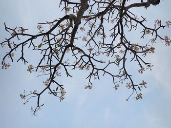 Low angle view of cherry blossoms against sky