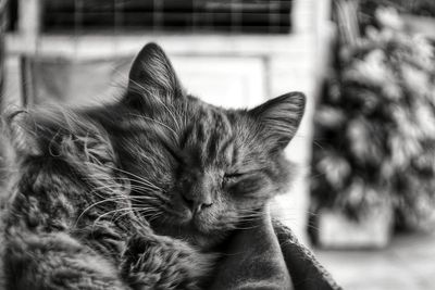 Close-up of cat relaxing on floor