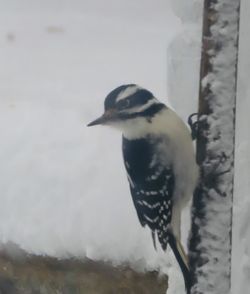 Close-up of bird perching