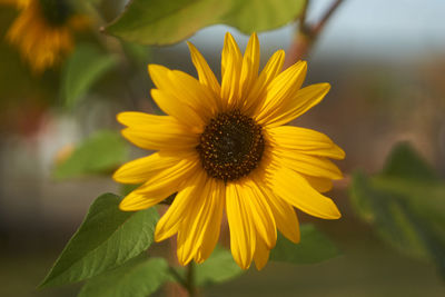 Close-up of yellow sunflower