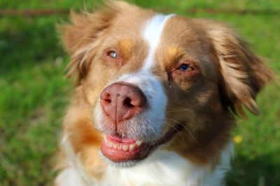 Close-up portrait of dog on field