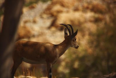 Deer standing on field