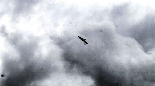 Low angle view of bird flying against sky