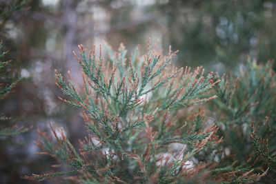 Close-up of plant on snow