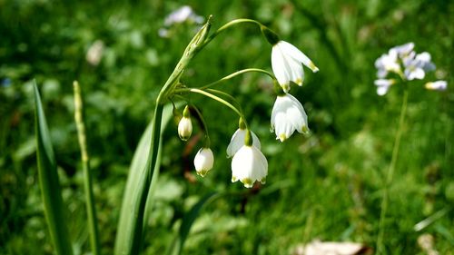 Close-up of white flowers blooming outdoors