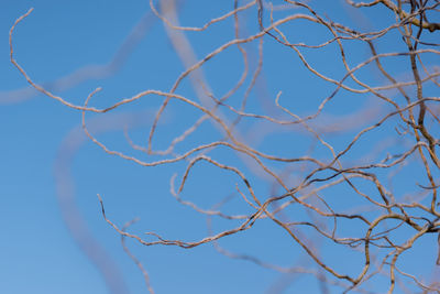 Close-up of bare tree against clear blue sky