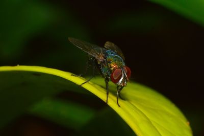 Close-up of fly on leaf