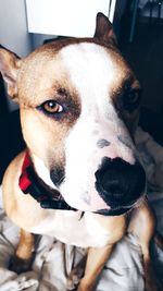 Close-up portrait of dog sticking out tongue