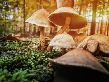 Close-up of mushroom growing in forest