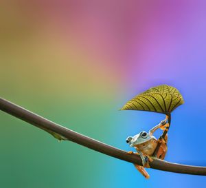 Frog perching on twig