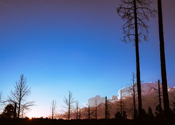 Low angle view of trees against clear blue sky