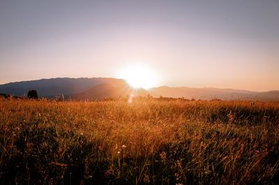 Scenic view of field against sky during sunset