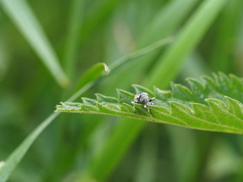 Close-up of insect on leaf