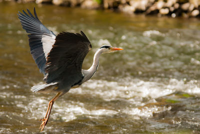 Heron flying over in lake