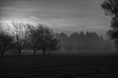 Trees on field against sky