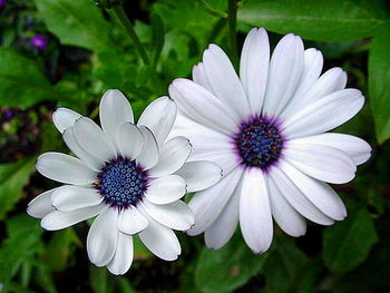 Close-up of white flower