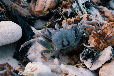 High angle view of crab in sea