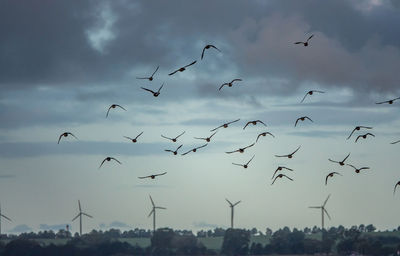 Low angle view of birds flying in sky