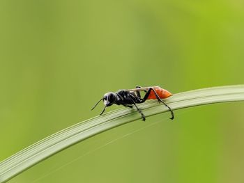 Close-up of insect on leaf