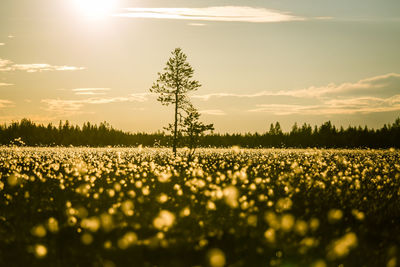 Scenic view of flowers growing on landscape against sky during sunset