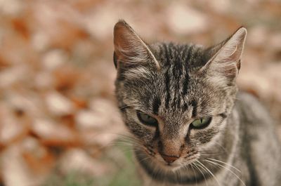 Close-up of tabby cat looking away on field