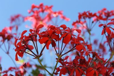 Close-up of red flowers blooming against sky