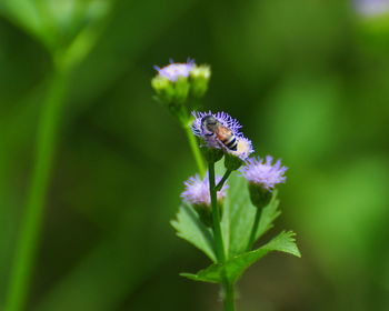 Close-up of butterfly pollinating on purple flower