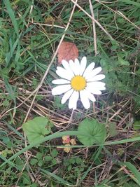 High angle view of white flowering plant on field