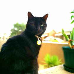 Close-up of cat looking away