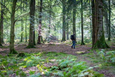 Rear view of man walking in forest