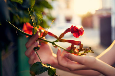 Close-up of hand holding red flowering plant