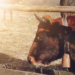 High angle view of cow on field