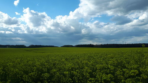 Scenic view of agricultural field against sky