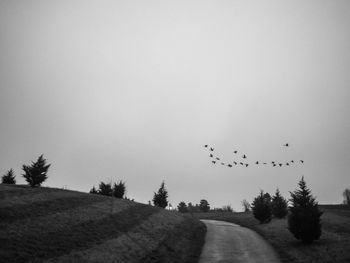 Birds on landscape