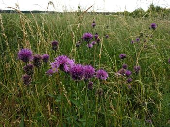 Purple flowers blooming on field