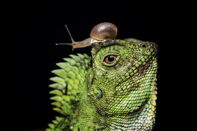 Close-up of lizard against black background