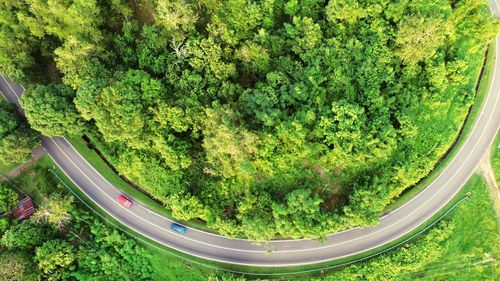 High angle view of trees on land