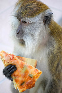Close-up of monkey eating food