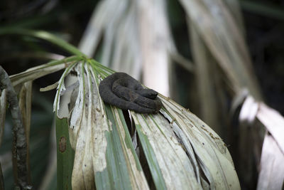 Close-up of insect on wood