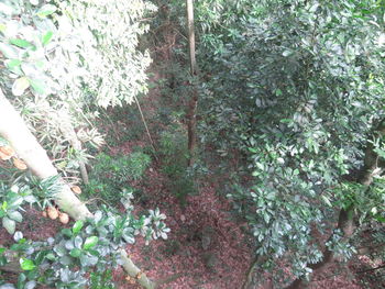 High angle view of flowering trees in forest