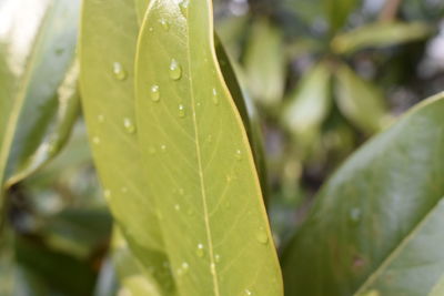 Close-up of raindrops on leaves