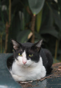 Close-up portrait of a cat