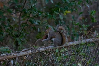 Low angle view of lizard on tree