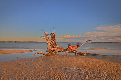 Driftwood on beach against blue sky